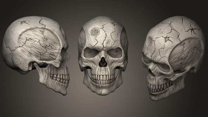 Anatomy of skeletons and skulls (ANTM_1034) 3D model for CNC machine